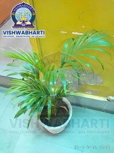 tree-plantation-vishwabharti-school-shahpur-ahmedabad.jpg